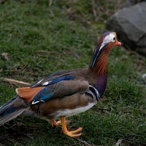 Mandarinente